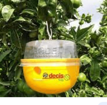 DECIS TRAP Παγίδα για μύγα μεσογείου (20 τμχ)