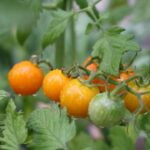 orange tomatoes
