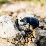 selective focus photography of beetle