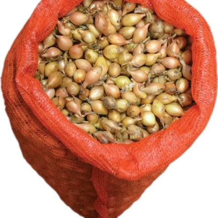 Gemma Κοκκάρι Μακρύ Sturon 21/24 Χοντρό