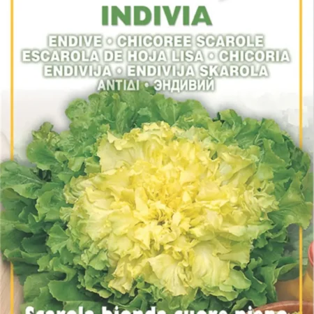 Σπόροι Αντίδι κατσαρό όρθιο φακ.