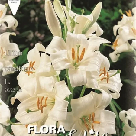 Gemma Βολβός Λίλιουμ