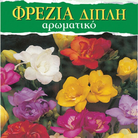 Gemma Βολβoί Φρέζιας 7τμχ