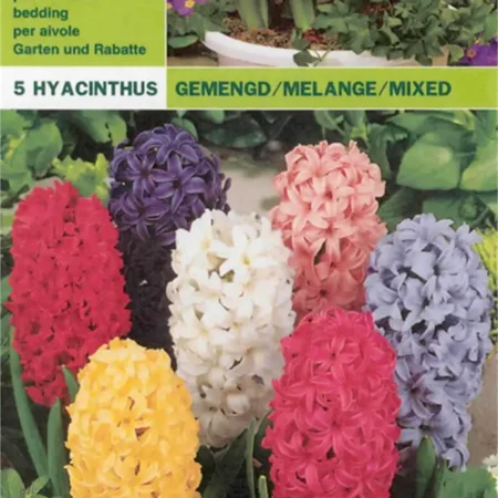 Gemma Ζουμπούλι Μίγμα