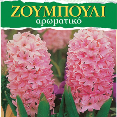 Gemma Βολβoί Ζουμπούλι 2τμχ