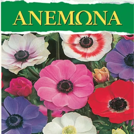 Gemma Βολβoί Ανεμώνη 7τμχ