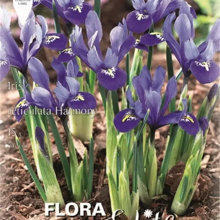 Gemma Βολβoί Ίριδας 15τμχ