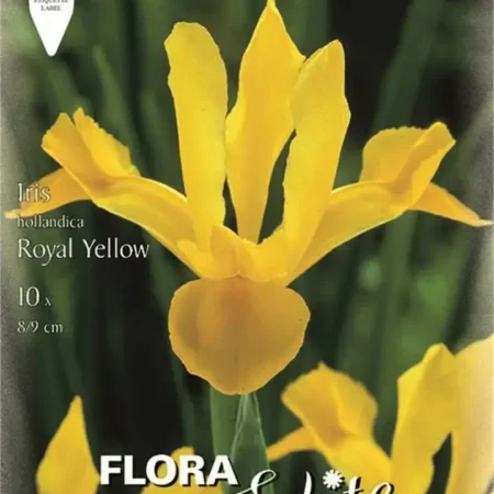 Gemma Royal Yellow Βολβoί Ίριδας 10τμχ