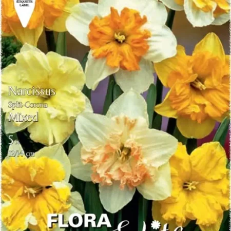Gemma Βολβoί Νάρκισσου 5τμχ