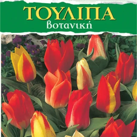 Βολβoί Τουλίπας 4τμχ