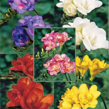 Gemma Βολβός Φρέζιας