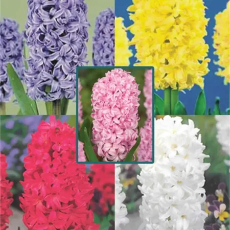 Gemma Βολβός Ζουμπούλι (μέγ.18/19)