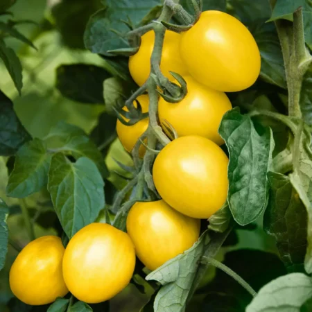 Τομάτα Limoncito F1 τύπου cherry 500σπόρων Gspp Hazera