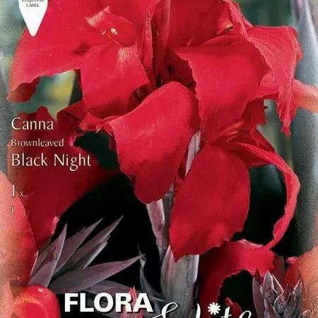 Gemma Κάννα Black Night