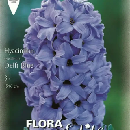 Gemma Deft Blue Βολβoί Ζουμπούλι 3τμχ