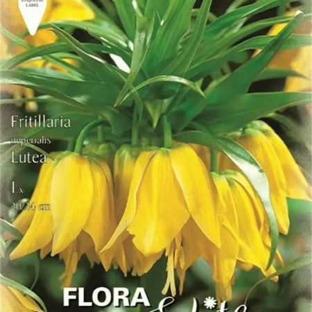 Gemma Lutea Βολβός