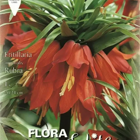 Gemma Rubra Βολβός