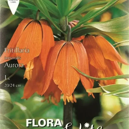 Gemma Aurora Βολβός