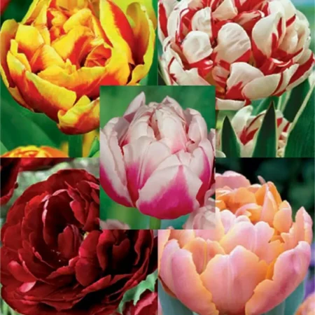 Special Βολβoί Τουλίπας 5τμχ
