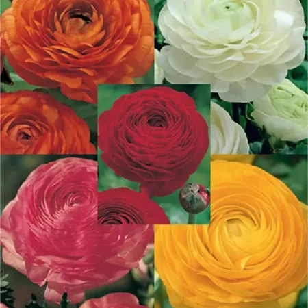 Gemma Βολβός Νεραγκούλας