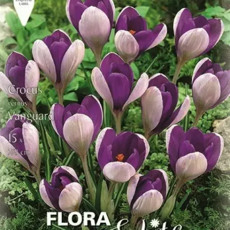 Gemma Vanguard Βολβoί Κρόκου 10τμχ