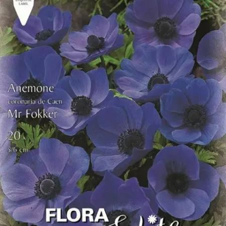 Gemma De Caen Mr Fokker Βολβoί Ανεμώνη 20τμχ