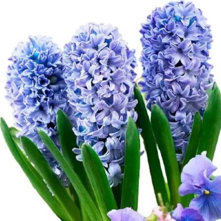 Gemma Βολβός Ζουμπούλι (μέγ.18/19) S105 Μπλε