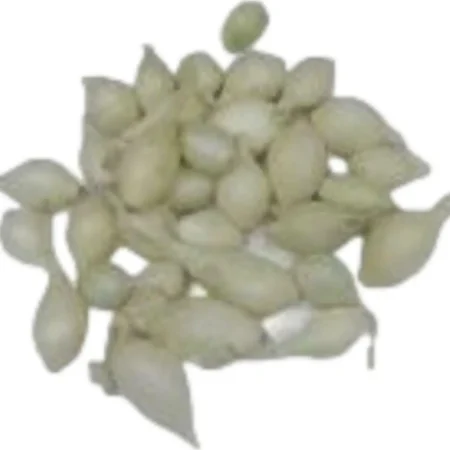 Gemma Snowball Σπόροι Κρεμμυδιού 1kg