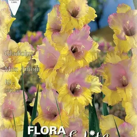 Gemma Γλαδιόλα Mon Amour  Γλαδιόλας