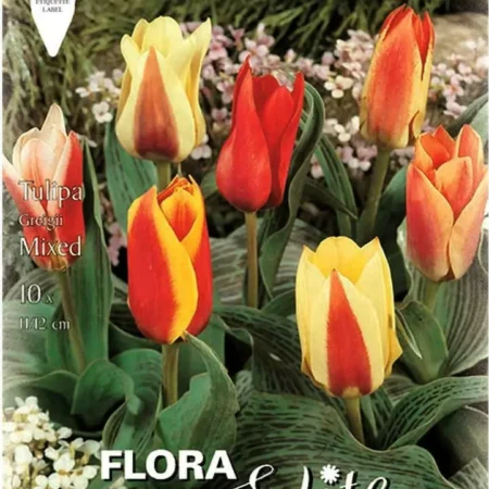 Greigii Mix Βολβoί Τουλίπας 10τμχ