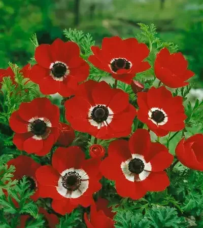 Gemma De Caen Hollandia Βολβoί Ανεμώνη 20τμχ