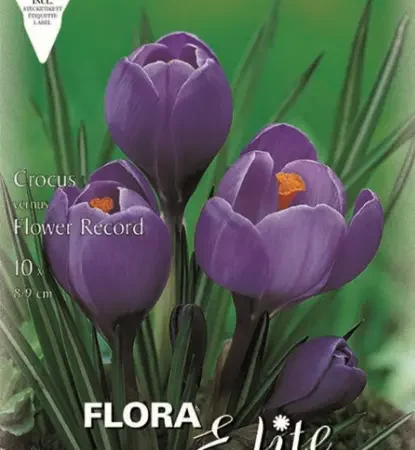 Gemma Βολβoί Κρόκου 10τμχ