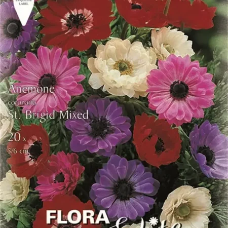 Gemma St. Brigid Mixed Βολβoί Ανεμώνη 20τμχ