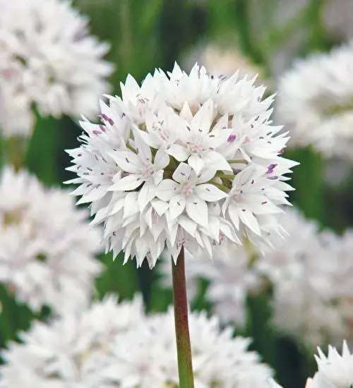 Gemma Άλλιουμ Gracefull Beauty Βολβoί 10τμχ