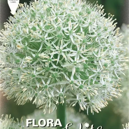 Gemma Άλλιουμ Mount Everest Βολβός