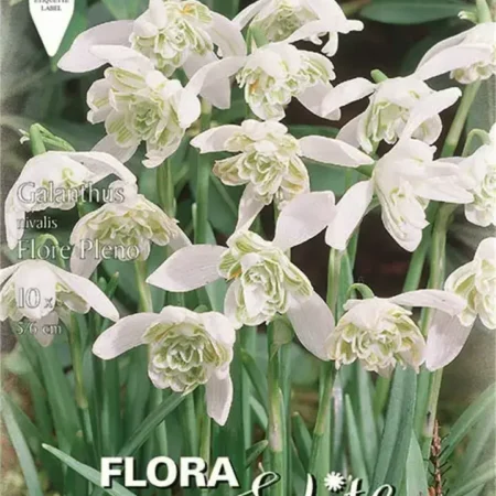 Gemma Γκάλανθοι Flore Pleno Βολβoί 10τμχ