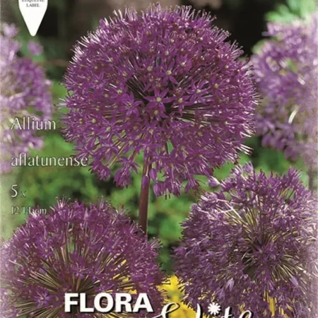 Gemma Άλλιουμ Aflatunense Βολβoί 5τμχ