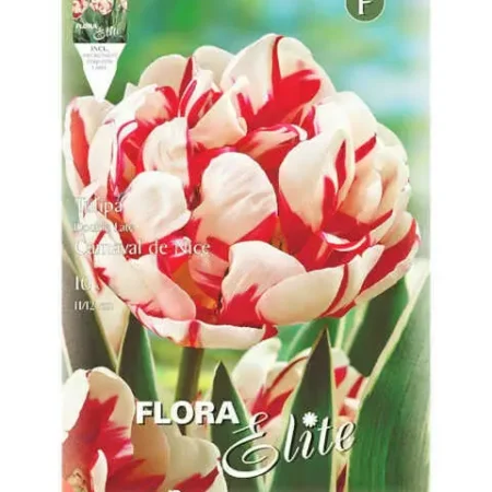 Carnaval de Nice Βολβός Τουλίπας