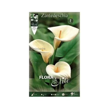 Aethiopica Βολβός Κάλλας