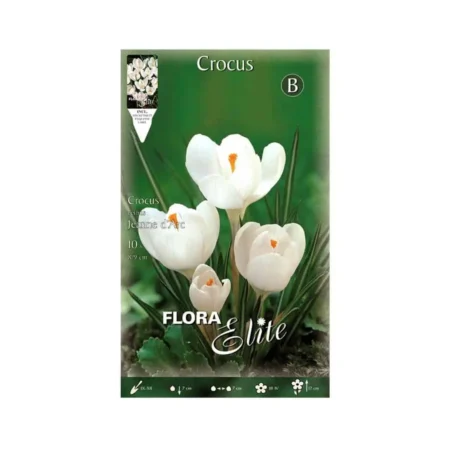 Gemma Jeanne D'Ark Βολβoί Κρόκου 10τμχ