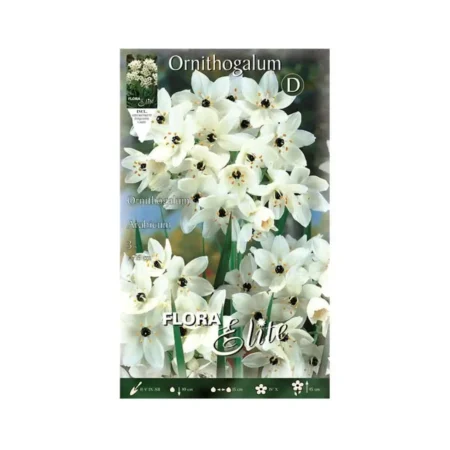 Gemma Arabicum Βολβoί 3τμχ