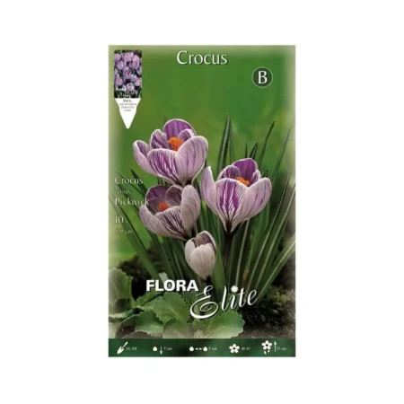 Gemma Pick Wick Βολβoί Κρόκου 10τμχ