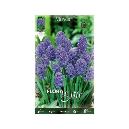 Gemma Μουσκάρι Blue Spike Βολβoί 20τμχ