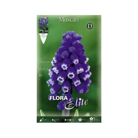 Gemma Μουσκάρι Dark Eyes Βολβoί 10τμχ