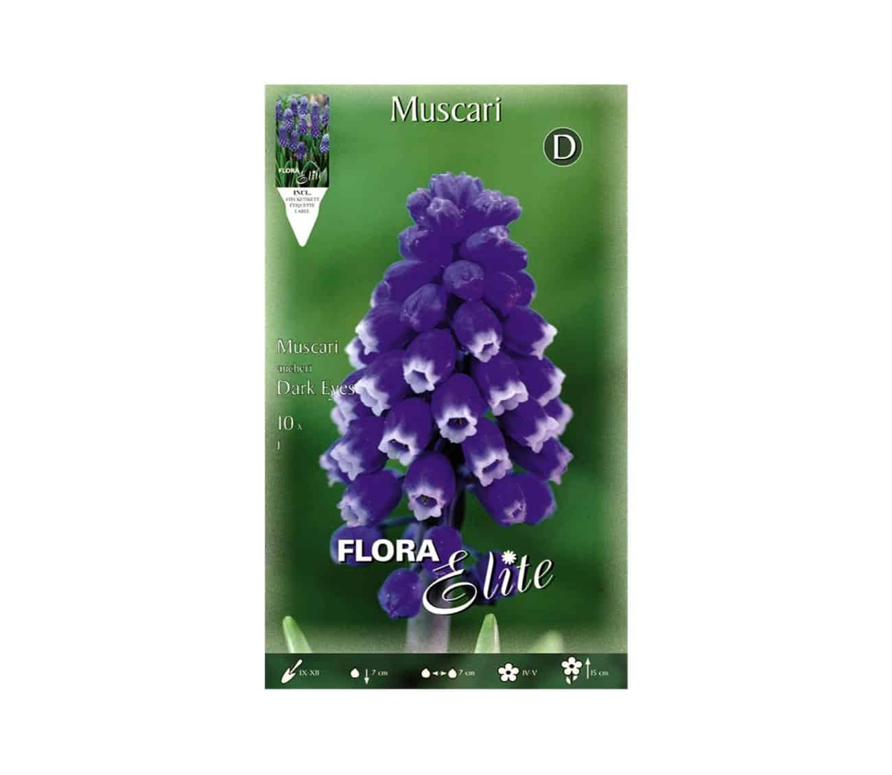 Gemma Μουσκάρι Dark Eyes Βολβoί 10τμχ