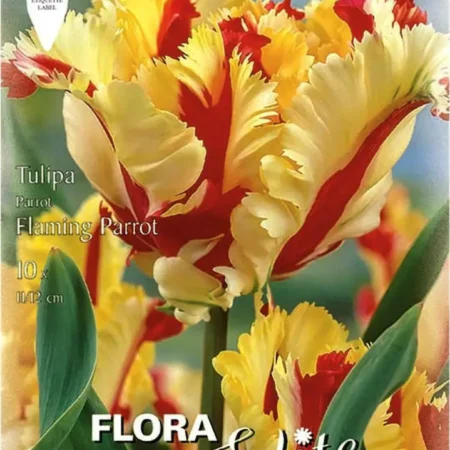 Flaming Parrot Βολβoί Τουλίπας 10τμχ