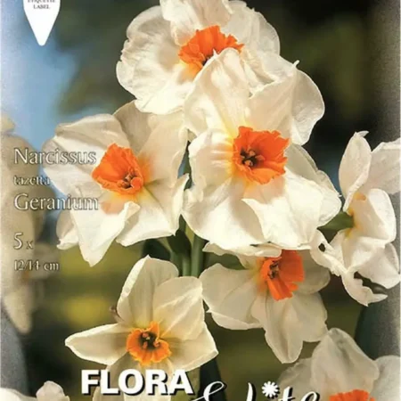 Gemma Geranium Βολβoί Νάρκισσου 5τμχ