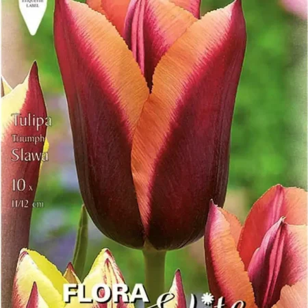 Slawa Βολβός Τουλίπας