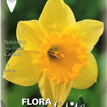 Gemma Carlton Βολβoί Νάρκισσου 5τμχ