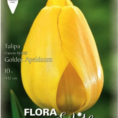 Golden Apeldoorn Βολβoί Τουλίπας 10τμχ